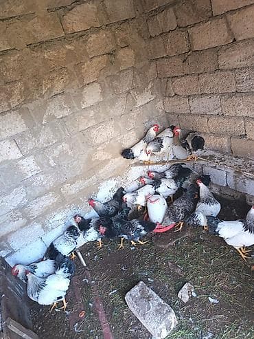 Digər quşlar