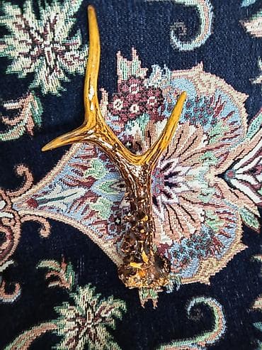 buynuzu: Təbii cüyür buynuzu (tək buynuz parçası) - Material: orijinal təbii — 3