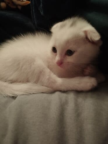 pişiklerin satışı: Şotland, Erkək, Yaxşı əllərə, Ünvandan götürmə — 1