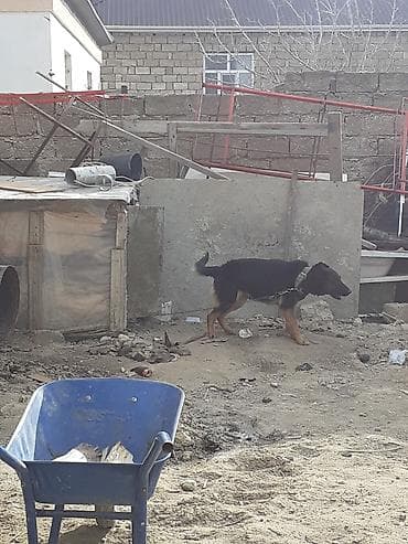 Digər heyvanlar: Alman Afcarkasi 2 yasi var satilir tecili iki denedir disi satilir — 3