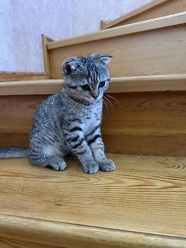 Şotland yastı qulaq, Erkək, Ünvandan götürmə lalafo.az -da Şotland yastı qulaq, Erkək, Ünvandan götürmə