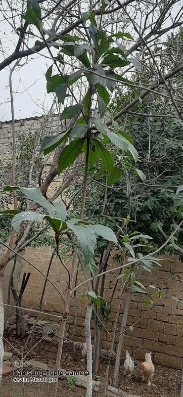 Yapon alması ağacları satılır.Biri 15 manata.4 ağacdır.Hamısını alana lalafo.az -da Yapon alması ağacları satılır.Biri 15 manata.4 ağacdır.Hamısını alana