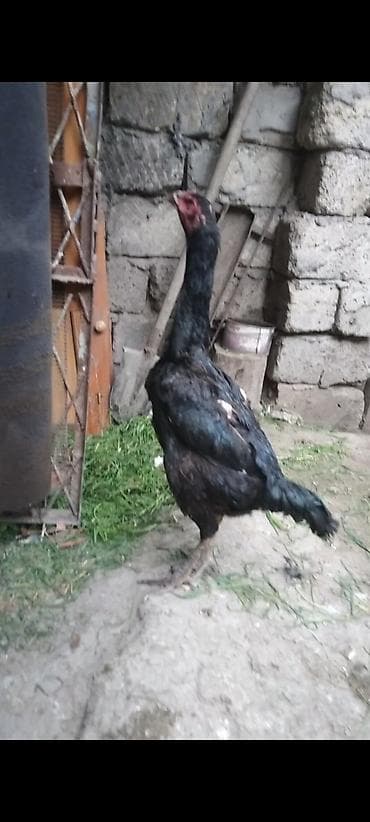 imişli yemi: Toyuq, Damazlıq — 5