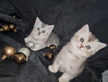 pişiy cinsləri: Ağ balaca pişik balası – mavi gözlü, tükləri yumşaq və sıx. Üzündə və — 10