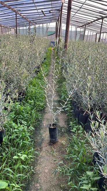 zeytun ağacı satışı: Salam, satista zeytun agaclari var hal hazirda Sort: Qemlik 1 agacin — 2