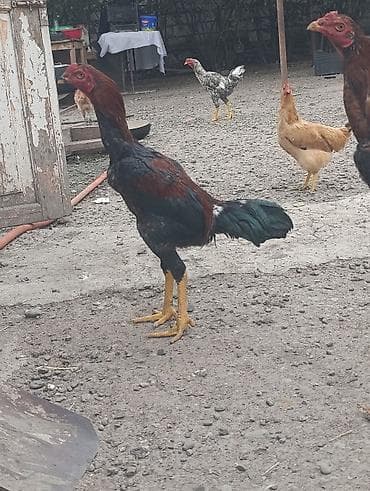 qala cinsi qoyun satilir: Xoruz, il: <1, Ödənişli çatdırılma — 3