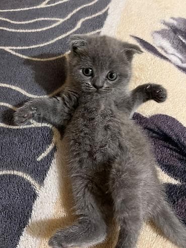 Şotland yastı qulaq