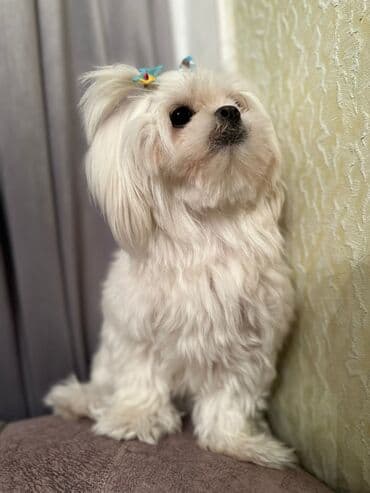 turkmen alabay itleri: Maltipu (Maltese x Pudel) balaları - Cins: Maltipu – hipoallergen — 9