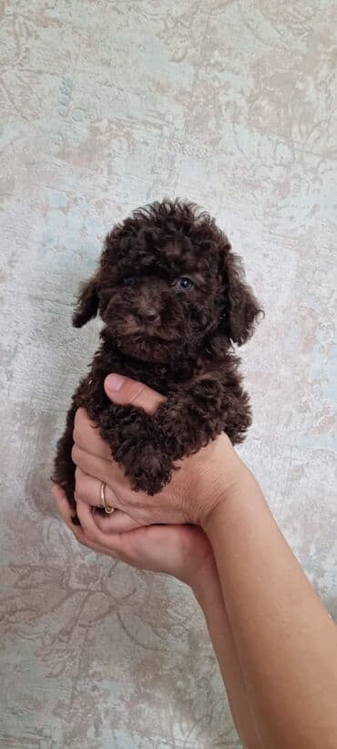 karlik doşan: Pudel, 2 ay, Dişi — 10