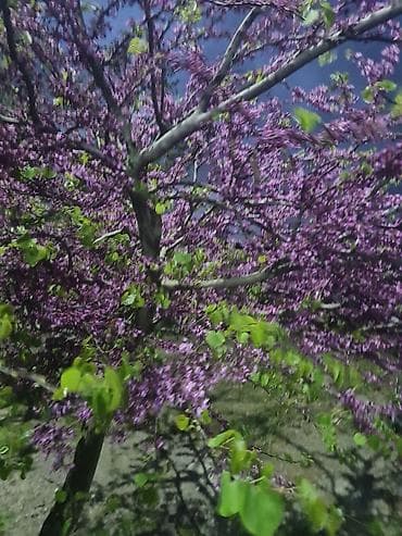 KİRAYƏ həyətli yaşayış evi (şəkillərdə göstərilən) Xüsusiyyətlər: -