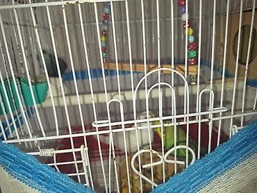 ucuz goyərcinlər: Dalğalı tutuquşular üçün qəfəs və aksesuarlar dəsti - Metaldan — 6