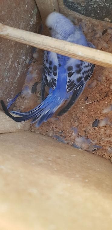 hind quşu cucesi: Papugaylar saglam guslar 6 ayfan yuxari — 3