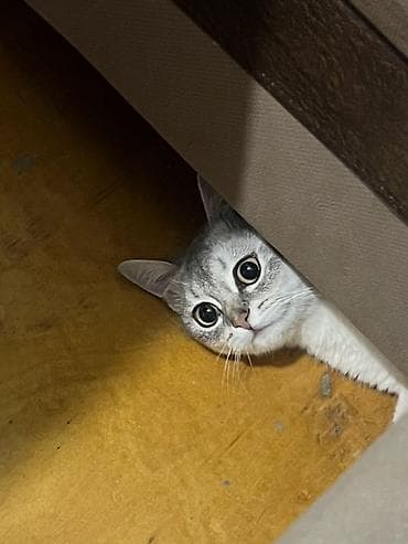 Животные: Шиншилла, Самец, В добрые руки — 4