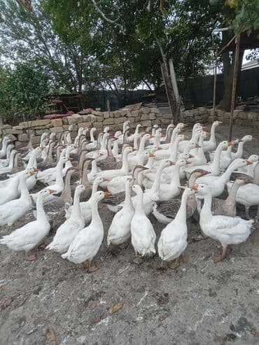 xacmazda satilan inekler: Linda, Kuban qaz sürüsü satılır sağlam, ətliy, damazlıq. 5 aylığ — 4