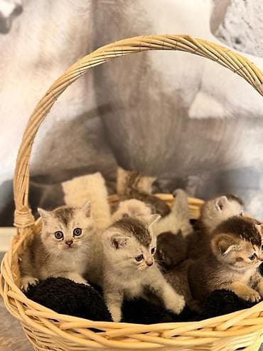 pişiy qumu: Britan — 2