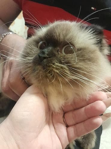 pişik alıram: Himalay siam qarisiqi pişik 
 8 ayliq — 1