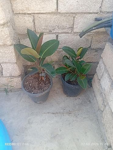 2 ededir cut alsaz 50 azn cemi Qara Rezin Ağacı (Ficus elastica) –