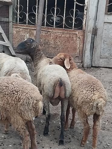 yanı balalı qoyun: Beyləqan quzuları
super kökdülər, diri çəki -10m — 5