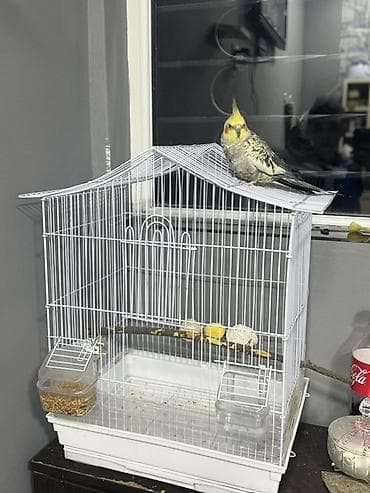 qus nömreleri: Nimfa (cockatiel) tutuquşu və qəfəs dəsti - Növ: Nimfa (cockatiel) - — 2