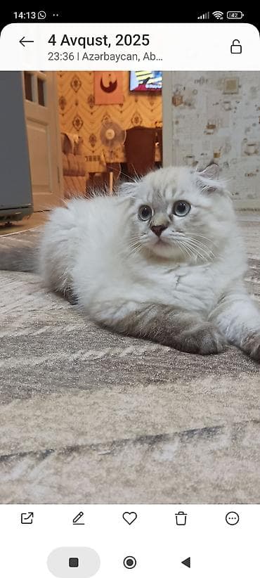 balaca ağ itlər: Şotland uzun tüklü, Erkək, Cütləşmə üçün — 2