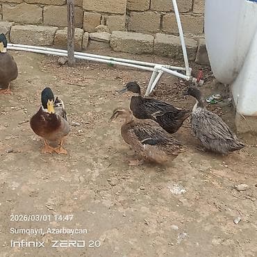 tap. az itler: Hamsi satılır çoxu yumurtduyur — 5