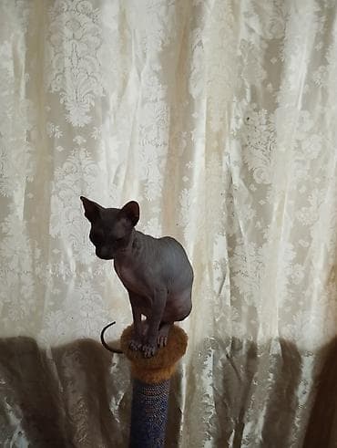 dovşan yemi: Sfinks, Dişi, Yaxşı əllərə, Ünvandan götürmə, Pulsuz çatdırılma, Ödənişli çatdırılma — 9