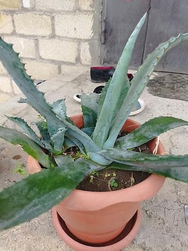 kohne xalca satisi: Aqava (Agave) saksı bitkisi - Növ: Dekorativ aqava – ətli, kəskin — 2