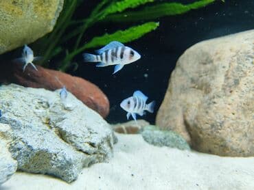 Cixlid balığı, Sülhsevər