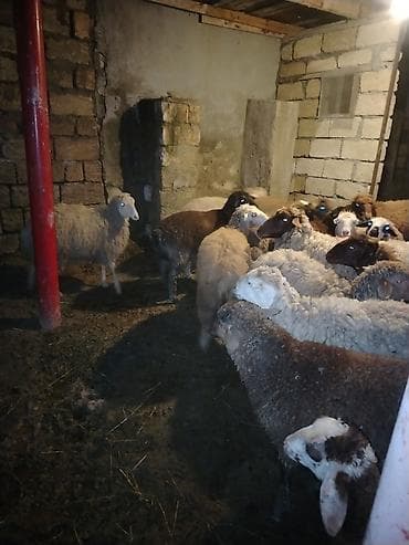 Keçi əti: Salam hər kəsə qurbanlıg quzular satılır hər çəkidə var 12kqnan 25kq — 7