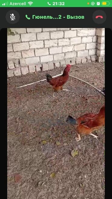 lal ordek nece gune bala cixardir: Xoruzlar

3 kilo birisi
6 aylığ — 4