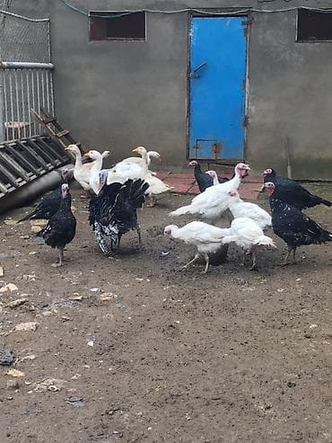 qaz heyvan: Məhsul: Hinduşka və qaz sürüsü Təsvir: - Şəkillərdə təsərrüfat — 1