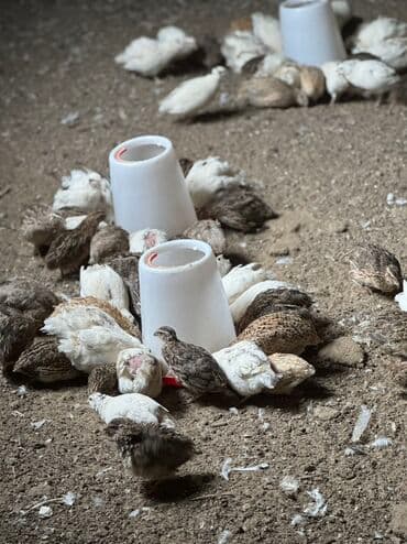 bildirçin az: Satılır: bildirçin sürüsü - Cinslər: ağ, qəhvəyi və qarışıq rəngli — 3