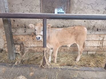 yerli inekler: Südlük inək və buzov - Növ: yerli südlük inək və onun dişi buzovu — 1