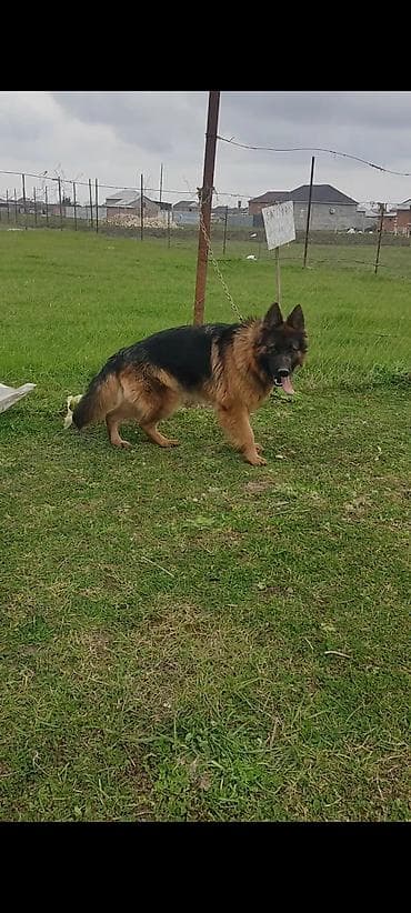 en boyuk itler: Alman çoban iti, Erkek — 4