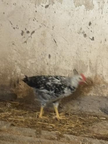 cücə satisi: Toyuq cücələri, Ətlik — 3