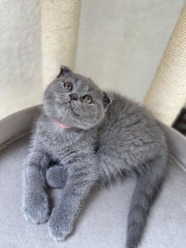 породистые котята даром: Шотландская, Самец, Самка, Самовывоз — 11