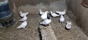 takla goyercin: Saqlam quslardir hec bir prablemi yoxdur — 1