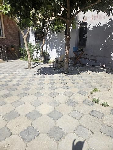 itlerin satisi sayti: Saxlamaq seraitim olmadiqi ucun satiram.Durusdu itdi stoykalidi qapi — 2