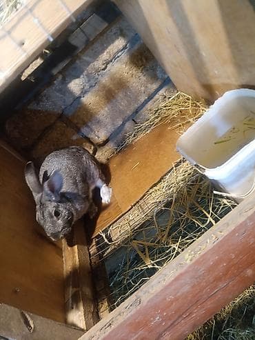 dovşa: Satışda dekorativ dovşanlar Məhsul təsviri: - Cins: dekorativ/ev — 4