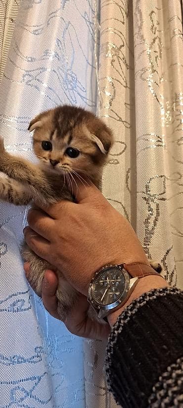 pisi: Şotland yastı qulaq, Erkək, Dişi, Yaxşı əllərə, Ünvandan götürmə, Pulsuz çatdırılma, Ödənişli çatdırılma — 6