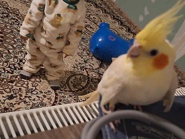 K/t heyvanları və malları: Karalla cut satilir 10 ayliq yumurtlamaga tam hazir yuvaya girib cixir — 6