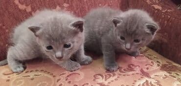 Daraq panellər: Britan, Dişi, Erkək — 14