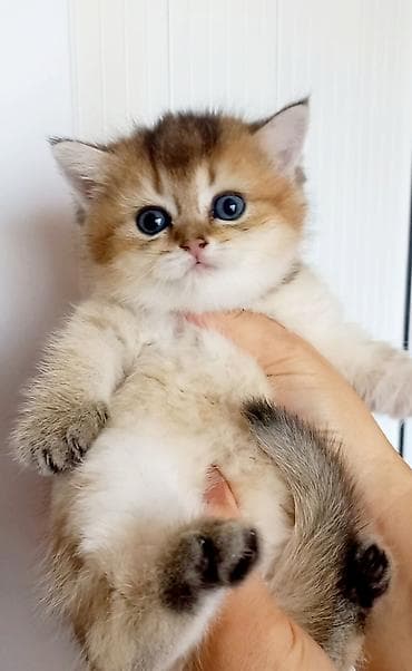 mingəcevir pişik: Britan, Dişi, Yaxşı əllərə, Ünvandan götürmə — 2