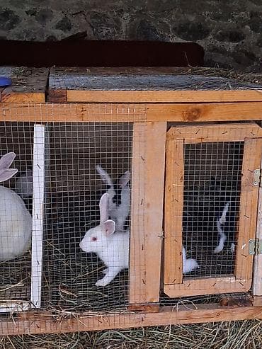 heyvan mal: Kom satilir bazar qiymetinden awaqi ciddi alici narahat etsin — 5
