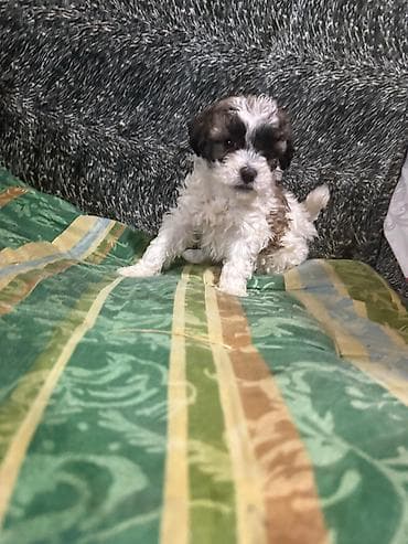 heyvan derisi: Pudel, Erkek — 4