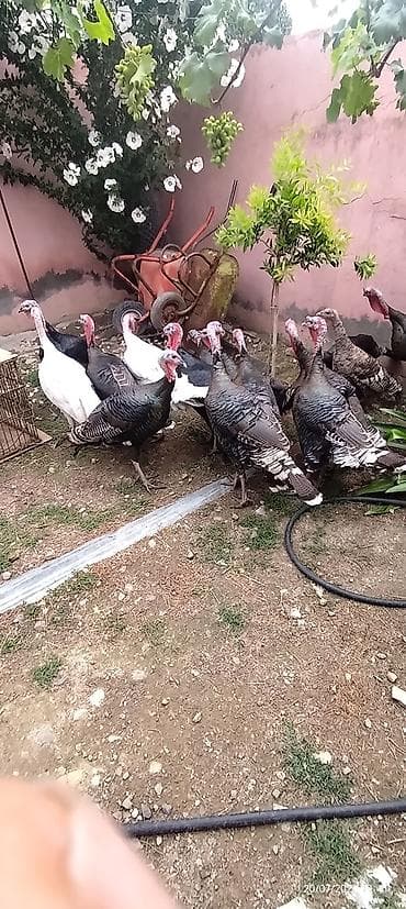 cin bildircin: Erkək, Damazlıq, Ödənişli çatdırılma — 5