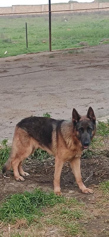 doyus itleri: Alman çoban iti, 2 il, Erkek, Peyvəndli, Pulsuz çatdırılma — 4