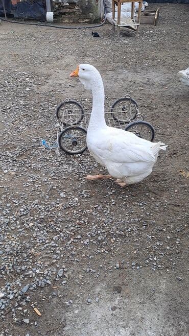 pulsuz heyvanlar verilir: Ağ qaz – ətlik və yumurtalıq üçün. - Rəng: tam ağ tüklü, narıncı — 2