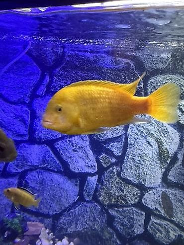 сколько стоит аквариум: Аквариум - 2 м ( 7,000 Манат Цена — 5