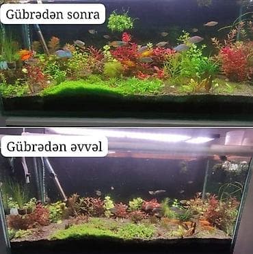 balıq akvarium: Sülhsevər, Ödənişli çatdırılma, Ünvandan götürmə, Rayonlara çatdırılma — 3